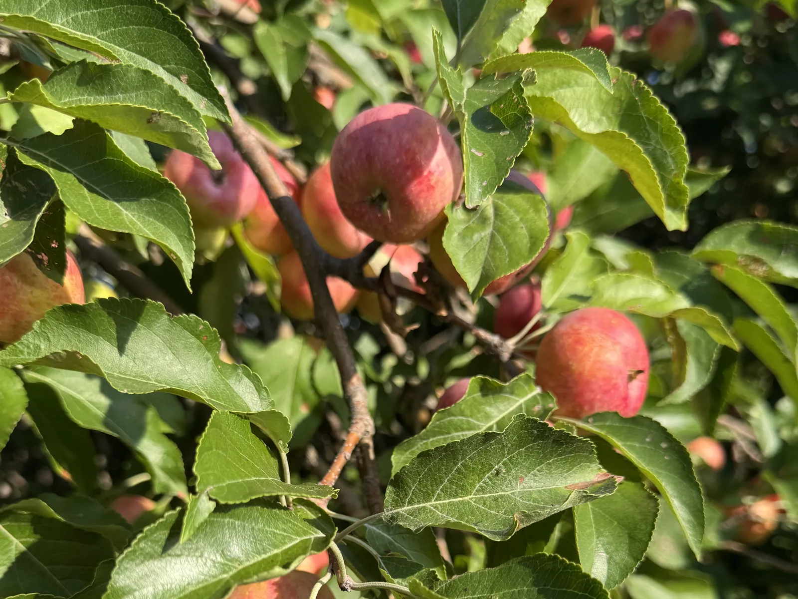 Chestnut Crab apples