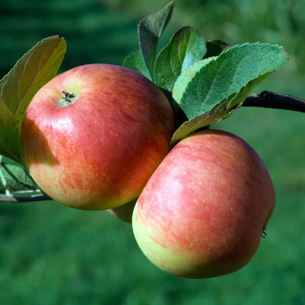 Cortland apple