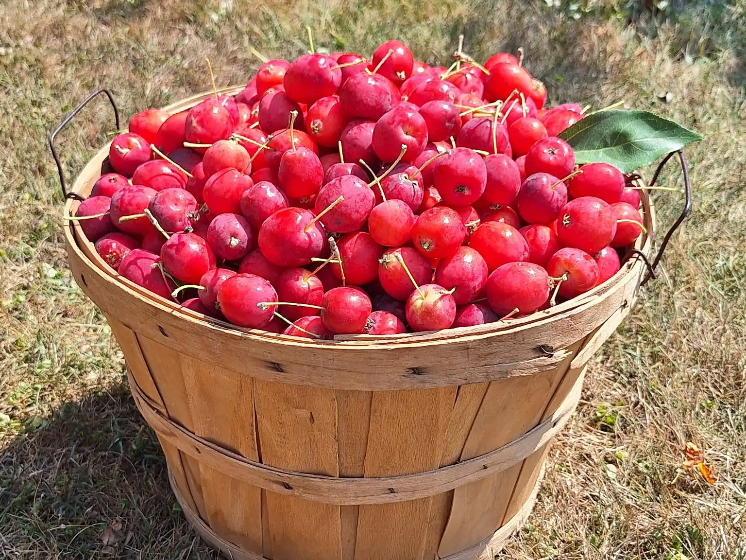 A bushel basket of Dolgo crabapples picked at Aamodt's, August 2026