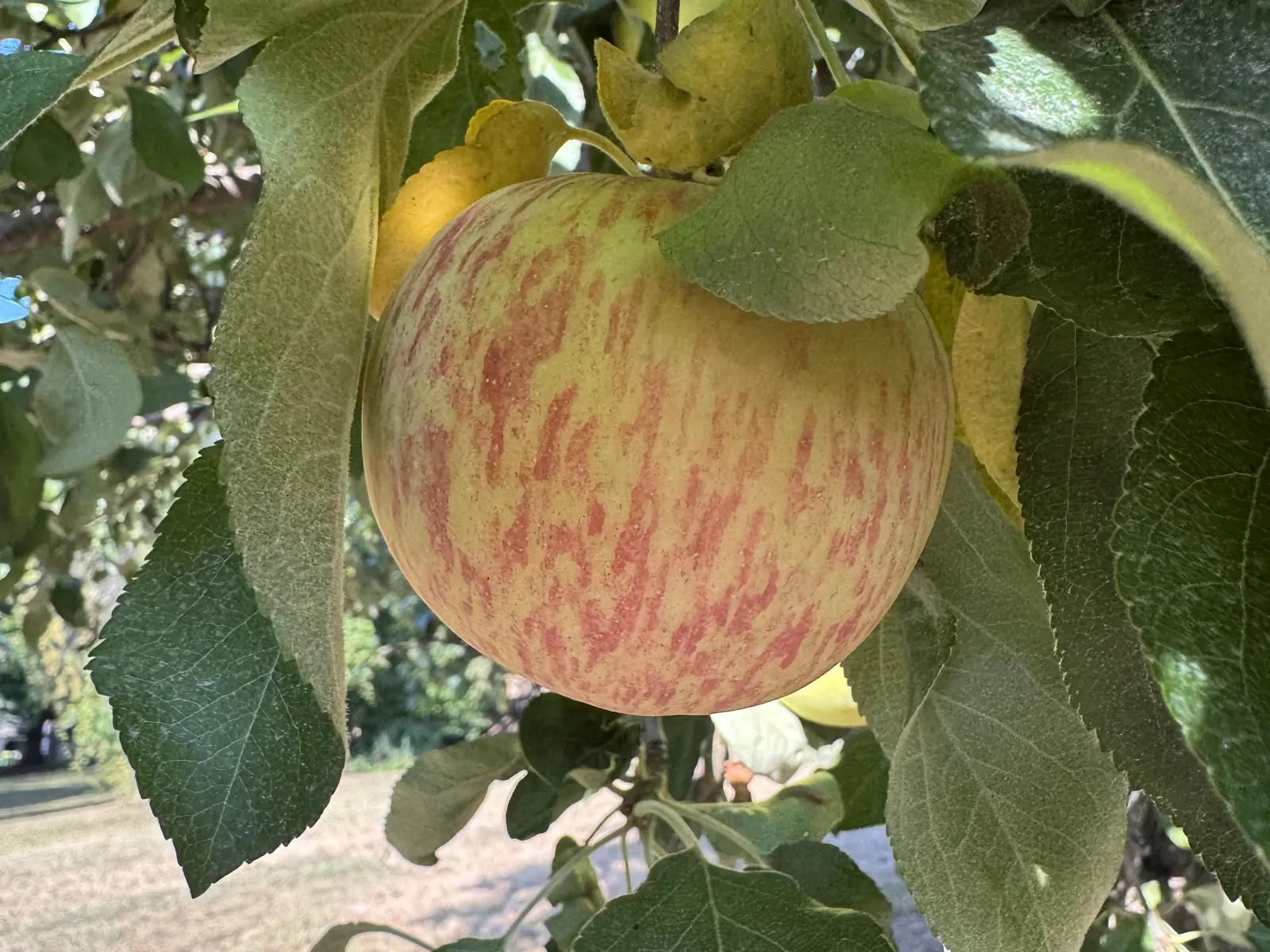 Duchess apples