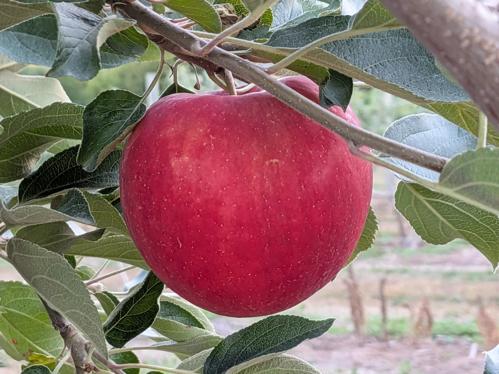 First Kiss apple