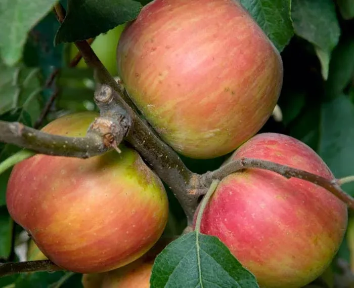 Haralson apples
