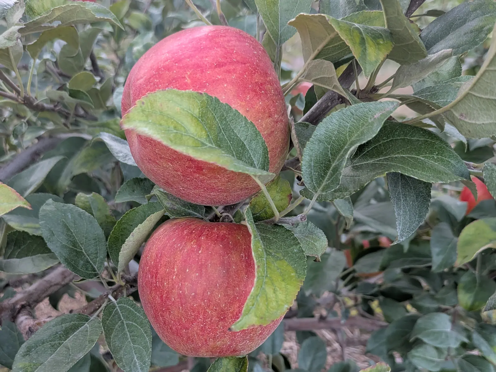 Honeycrisp apple