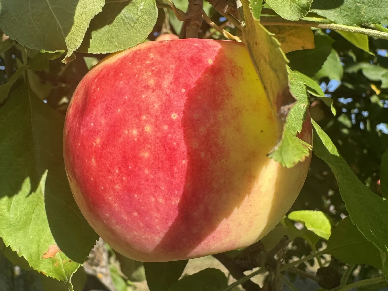 Mantet apples