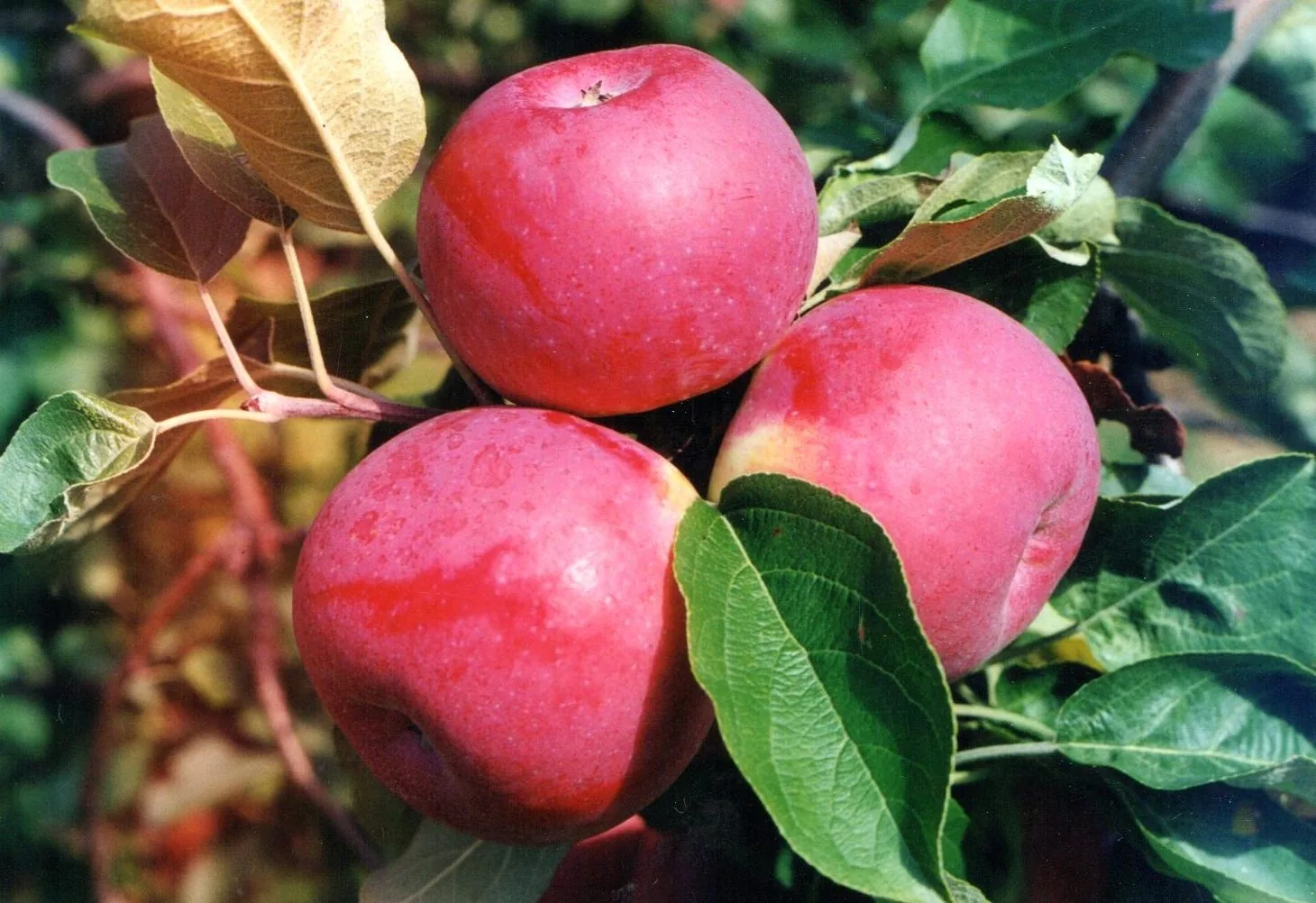 Paula Red apple