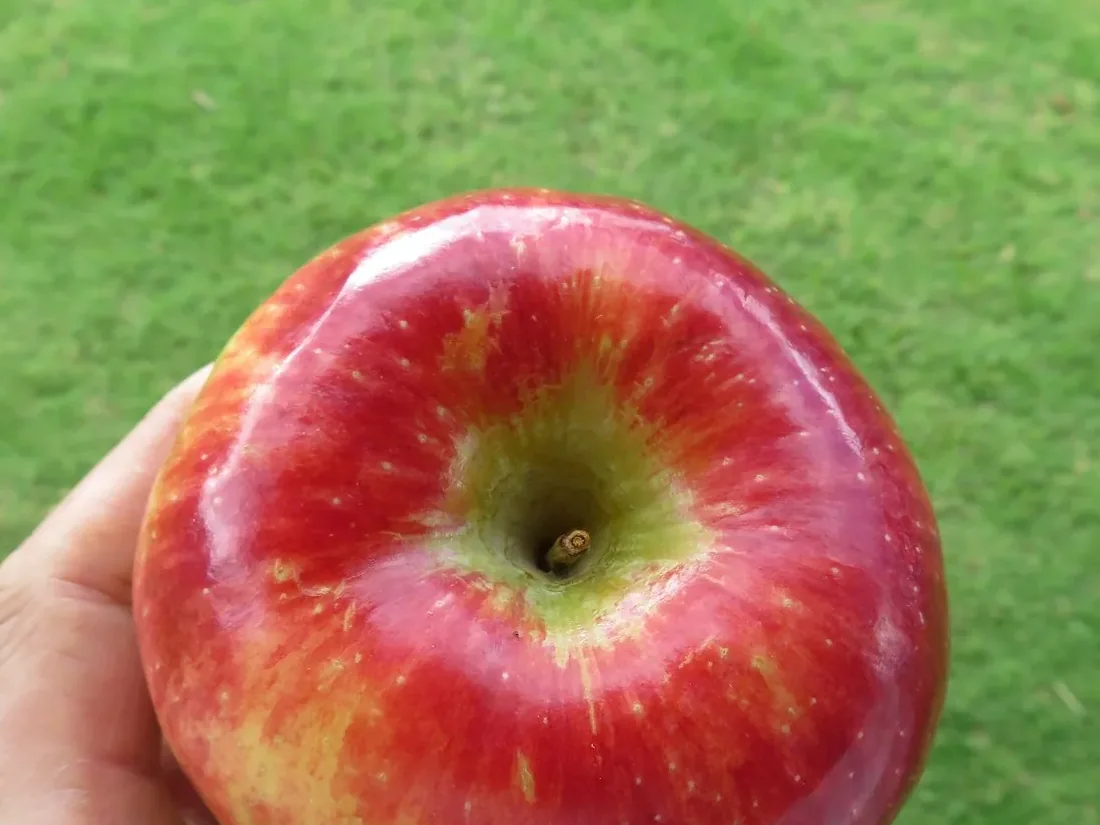 Pazazz apples