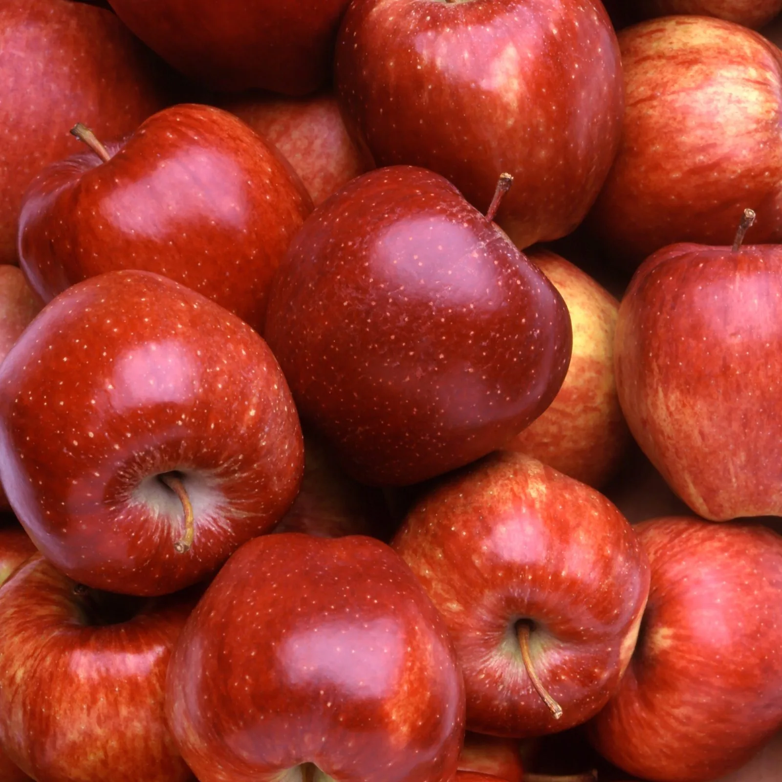 Regent apple