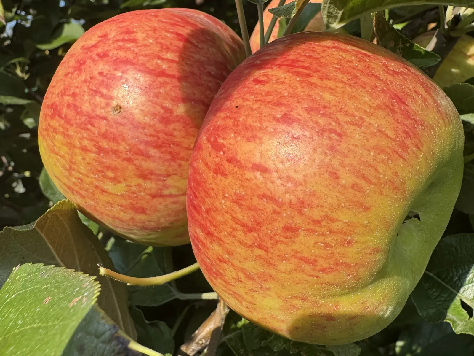 Sweet RiverBelle apples