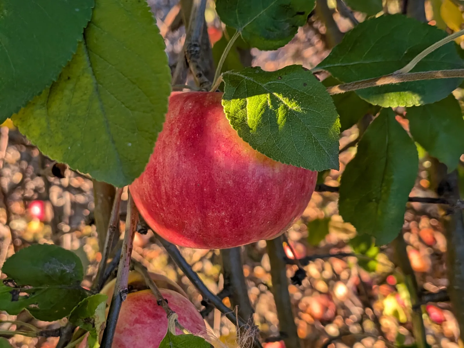 State Fair apple