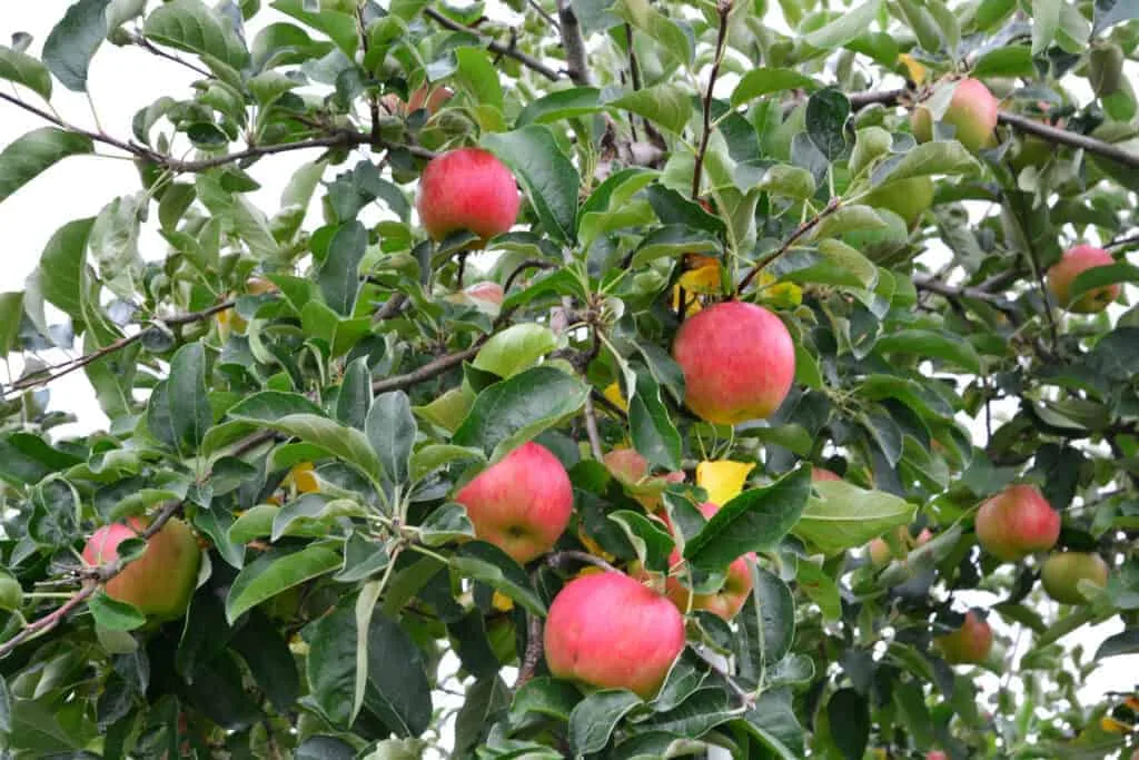 SweeTango apples