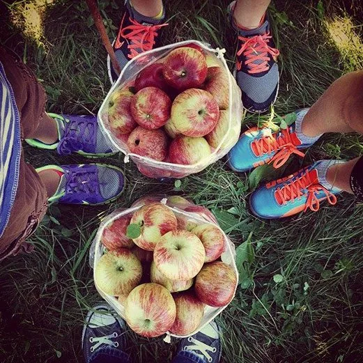 Apple picking at Aamodt's