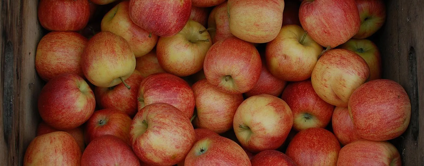 A crate of fresh-picked Honeycrisp apples at Aamodt's Apple Farm