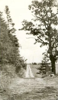 The original Aamodt farm driveway in 1948, looking east from the barns toward what is now Manning Avenue
