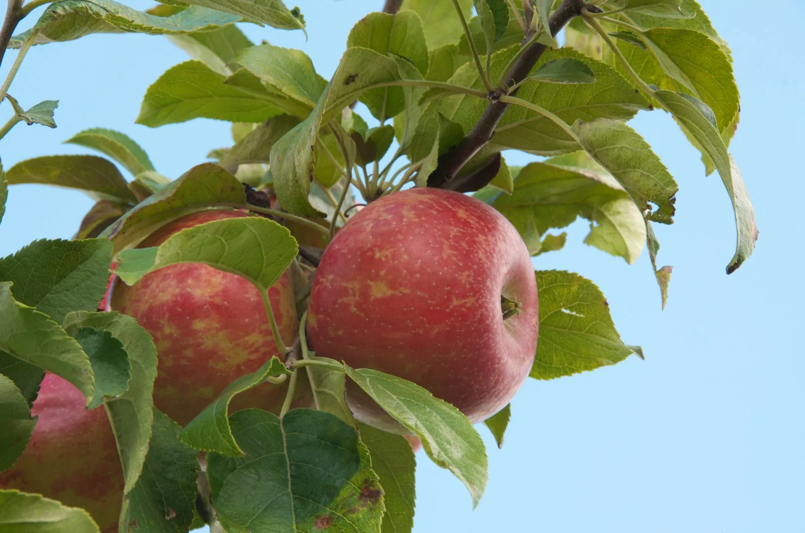 Zestar apples on tree